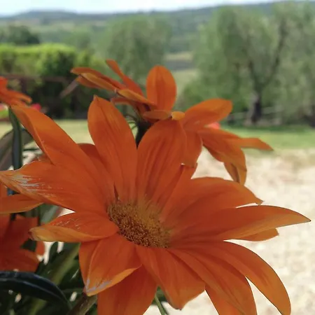 Agroturismo Holiday Podere Torricella